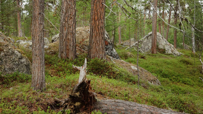 Landscape of Maahisenvaara forest