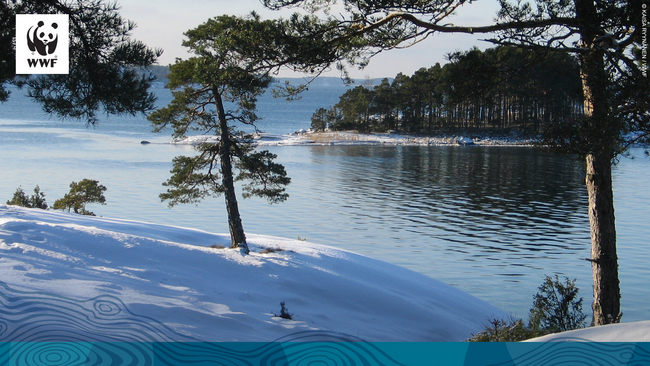 Baltic sea with WWF logo